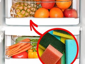 miếng rửa bát cho vào tủ lạnh