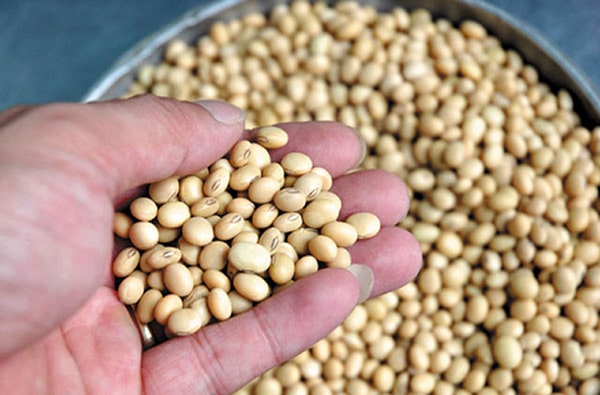chọn đậu nành